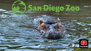 San Diego Zoo Construction Update