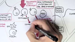 Immunology - Adaptive Immunity (B cell Activation, Hypermutation and Class Switching Overview)