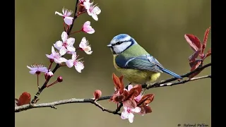 Sonido relajante de aves