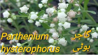 Parthenium hysterophorus.(گاجر بوٹی)carrot grass or congress grass