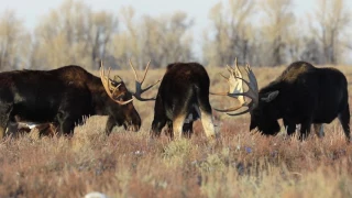 Bull Moose Scrum