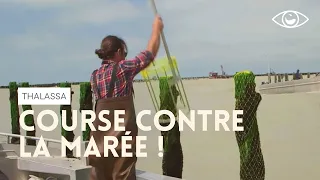 Course contre la marée - Thalassa