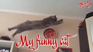 Funny Cats Videos 25. Try not to laugh animals.