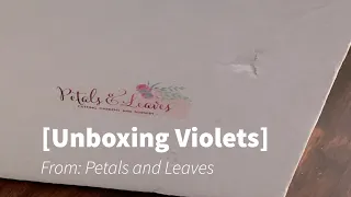 African Violets- Unboxing my Petals and Leaves order