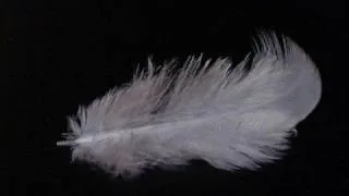 Steve Vai - Feathers