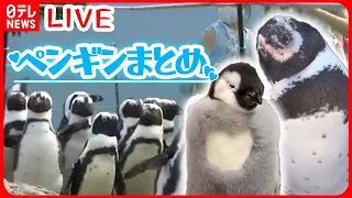 【ペンギンまとめ】客の移動に合わせ…  仲間と勘違い？ / 赤ちゃんペンギンと飼育員が攻防　など（日テレニュース LIVE）