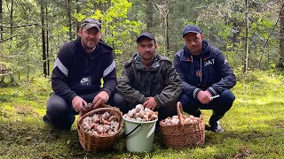 ФАНТАСТИКА! ГРИБЫ РАСТУТ НА ГЛАЗАХ | ПОЛНЫЕ КОРЗИНЫ БЛАГОРОДНЫХ ГРИБОВ | ГРИБЫ 2021