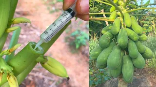 How to grow a papaya tree for many fruits