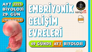 29) Embriyonik Gelişim Evreleri | Üreme Sistemi 11. Sınıf | 2023 AYT Biyoloji Kampı 29. Gün