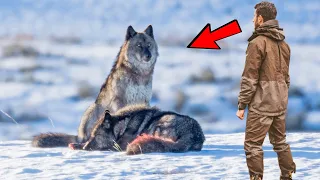 Man helps Crying Wolf Cub and his Dying mother, what happens next is Incredible 😱