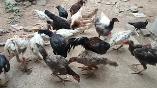 melihat ayam kampung sedang makan