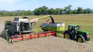 Raps Dreschen mit Lohnunternehmen Herrlich | Claas Lexion 760 Montana mit Vario 770