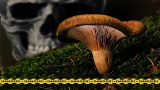 🔥 СВИНУШКА ТОНКАЯ | СМЕРТЕЛЬНАЯ ОПАСНОСТЬ | ПОЛНЫЙ ОБЗОР (PAXILLUS INVOLUTUS)