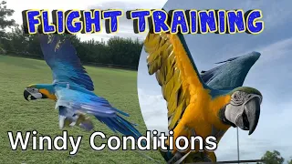 Free Flight Training my Macaw in Windy Weather