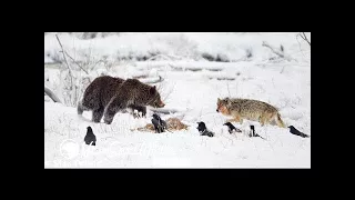 Best Documentary 2017 Fight: Grizzly Bear and Wolf Encounter - Documentary Full Length