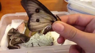 how to relax a moth/butterfly (hydrating chamber)