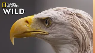 A Bald Eagle's Road to Recovery | Alaska Animal Rescue