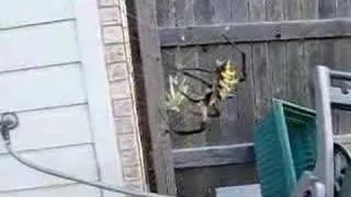 Yellow Garden Spider Attacking Grasshopper