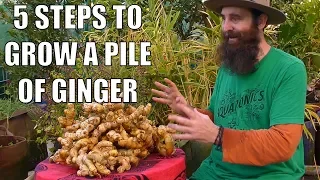 5 Steps to Grow a PILE of Ginger - From Planting to Harvest