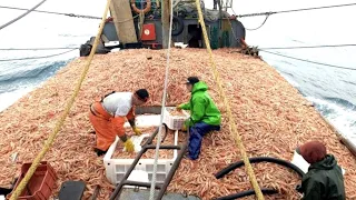 Amazing commercial shrimp fishing on the sea - Lots of shrimp are caught on the boat