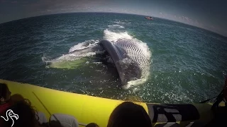 Blue Whale Gives Boaters The Biggest Surprise