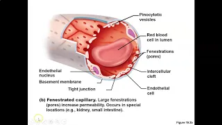 Biology 2402: Cardiovascular 1