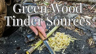 Uncover The Best Green Wood Tinder Secrets for Fire Making