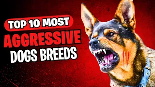Top 10 Most Aggressive Dog Breeds in the World