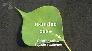 Chinese tallow (Triadica sebifera (Syn. Sapium sebiferum))