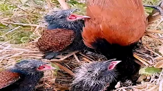 Greater coucal baby bird feeds its mother for food#baby