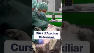 curso auxiliar veterinaria.practicas