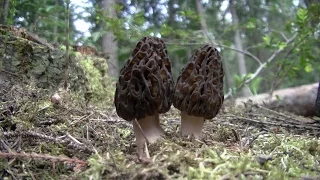 Harvesting and cooking Morel Mushrooms