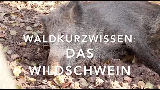 Wildsau - Waldkurzwissen