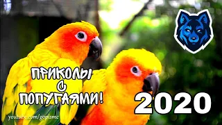 ПРИКОЛЫ С ПОПУГАЯМИ! 2020