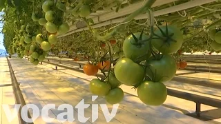 These Tomatoes Can Grow In Siberia
