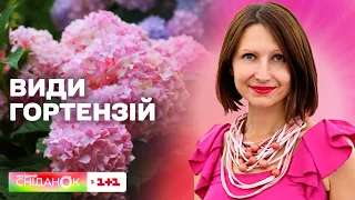 Гортензія: види і догляд – поради для садівників від Антоніни Лесик