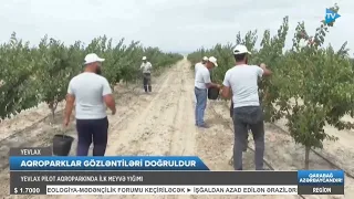 Yevlax Pilot Aqroparkda ilk məhsul yığımı