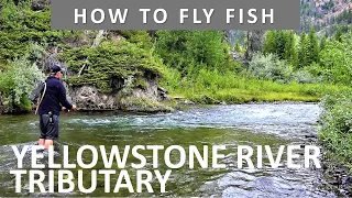 How to Fly Fish Wyoming's Yellowstone River Tributary in August [Series Episode #15]