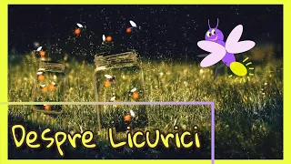 Lumea Magica a Licuricilor | Despre Licurici | Curiozitati despre Licurici