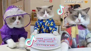 That Little Puff | Cats Make Food 😻 | Kitty God & Others | TikTok 2024 #40