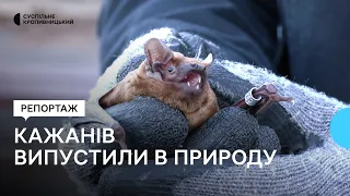 У Кропивницькому випустили в природу шість десятків врятованих взимку кажанів