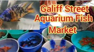 Ornamental Fish Market || Galiff Street Recent Aquarium Fish Price Update 2022