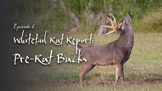 Pre-Rut Bucks | Rut Report Ep 6