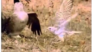 Falcon Kills a full grown Canadian goose!!!