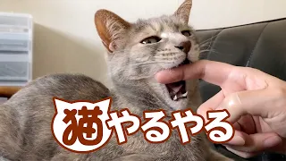 猫やるやる