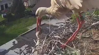 2022-06-12 Mlade Buky: Mother is removing the smallest chicken