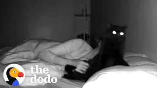 This Cat Plops On His Mom's Pillow Every Night | The Dodo