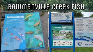 Bowmanville Creek Fish!!! Ontario Canada