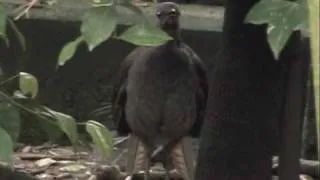 Lyrebird  mimicking space invaders