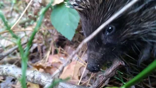 Hedgehog sound in forest